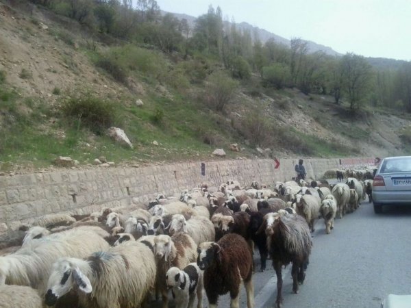 کوچ زودهنگام عشایر در کهگیلویه وبویراحمد,چهارفصل