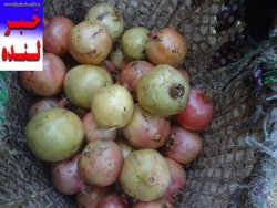 برداشت انار از باغات شهرستان لنده