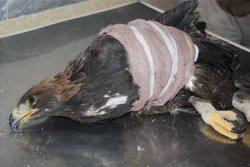 مرگ 12 بهله عقاب طی یک روز در یاسوج
