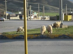 تخریب فضای سبز,چهارفصل