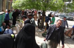 آخرین نسل گیاهان کوهی دنا زیرتیغ بوته کنان