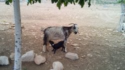 طسوج،chaharfasl.ir