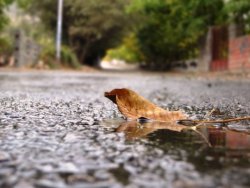 باران پاييزي