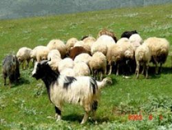 

وجود بیش از یک میلیون دام مازاد در مراتع کهگیلویه و بویراحمد
