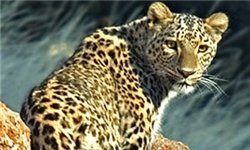 پلنگ خوی تهاجمی ندارد/ ضرورت آشنایی با رفتارشناسی حیوانات وحشی پلنگ خوی تهاجمی ندارد/ ضرورت آشنایی با رفتارشناسی حیوانات وحشی