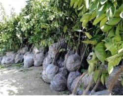  توزیع نهال رایگان در شهر یاسوج  +مکان توزیع