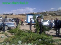 کاشت نهال در پارک غدیر شهر یاسوج+حاشیه های تصویری