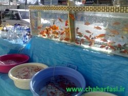 از قیمت ماهی قرمز تا سفره های هفت سین در بازار  یاسوج+تصاویر