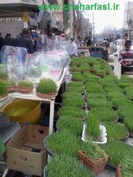 سبزه ها در یاسوج به روایت تصویر