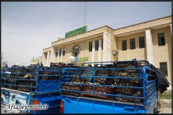 کشف ۱۶ هزار و200بوته بیلهر در گچساران+تصاویر