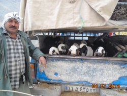 کوچ بهاره عشایر در شهرستان دنا +تصاویر