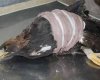 مرگ 12 بهله عقاب طی یک روز در یاسوج
