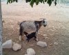 طسوج،chaharfasl.ir