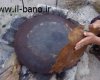 زنان استان کهگیلویه و بویراحمد چگونه از بلوط، نان (کَلگ) تهیه می کنند؟+تصاویر