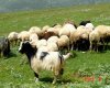 

وجود بیش از یک میلیون دام مازاد در مراتع کهگیلویه و بویراحمد
